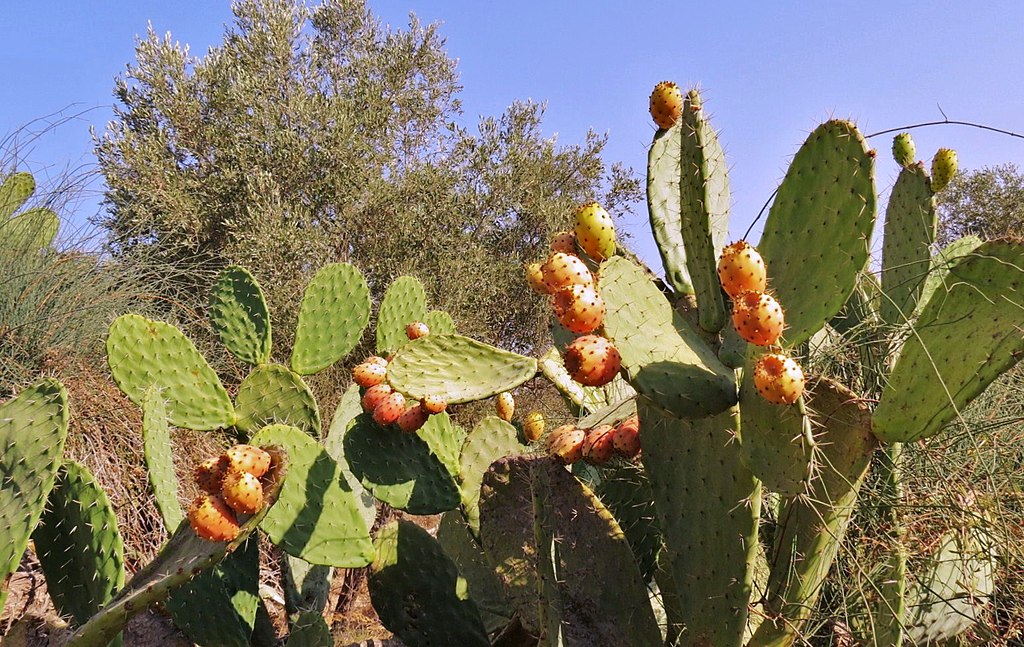 What Is a Sabra Fruit: Nature's Exotic Gem - Israel by Locals